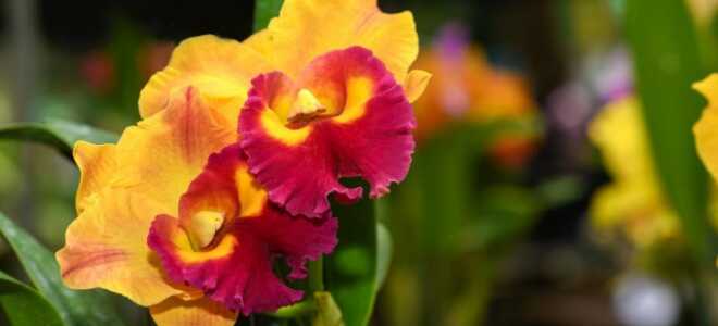 Орхидеи с ароматами фруктов и изысканных духов