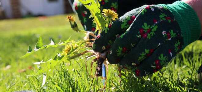 Как избавиться от сорняков и травы навсегда на даче и в огороде