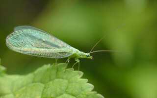 Златоглазка — борец с вредителями и друг садовода