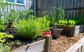 11 советов как получать максимальную пользу даже с маленького огорода