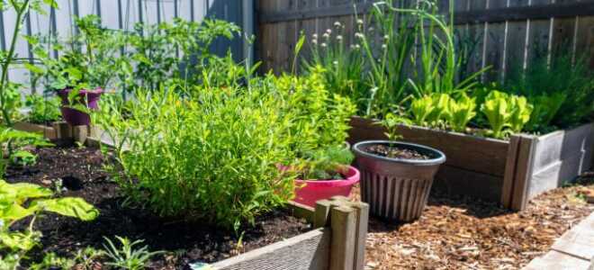 11 советов как получать максимальную пользу даже с маленького огорода