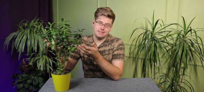 Денежное дерево, или толстянка — о посадке, пересадке и уходе