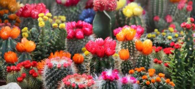 20 комнатных кактусов и суккулентов с поразительно красивым цветением