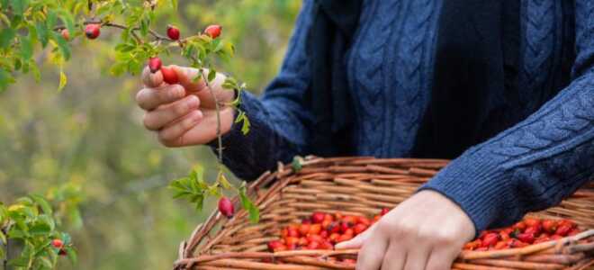 Витаминные ягоды шиповника: какие собирать и как правильно высушить?