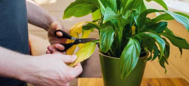 Почему желтеют листья спатифиллума?