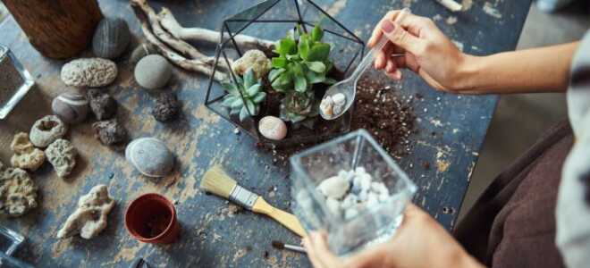 Флорариум своими руками — создаем уникальную экосистему