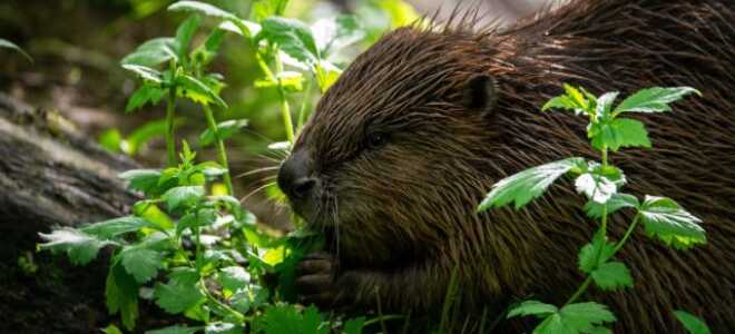 Бобры уничтожают участок — методы борьбы с грызунами