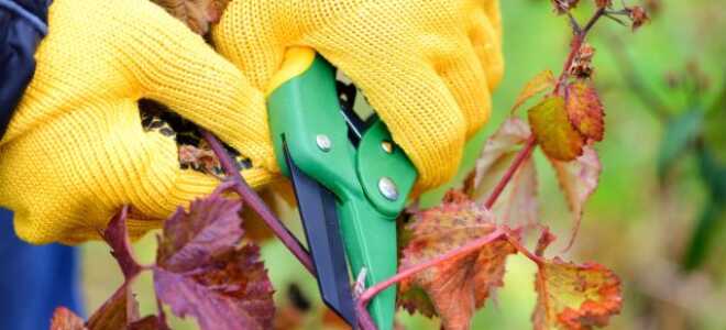 Как правильно ухаживать за ежевикой осенью: все об обрезке и укрытии на зиму