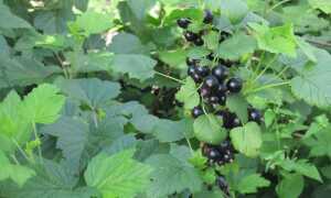 Посадка смородины осенью: когда и как посадить