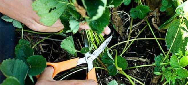 Обрезка листьев клубники: зачем и когда правильно обрезать