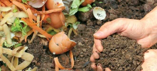 Народные удобрения для овощей: яичная скорлупа, картофельная кожура и другие