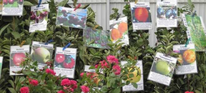 Признаки обмана при продаже саженцев