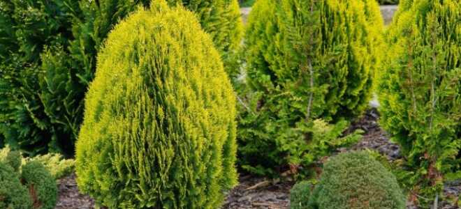 Защитить хвойные от вредителей поможет «Пиноцид»