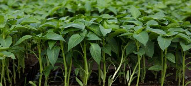 Какие компоненты нельзя добавлять в грунт для рассады