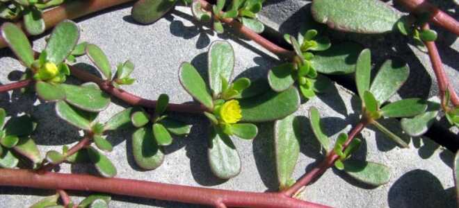 Портулак: как навсегда избавиться от сорняка в огороде