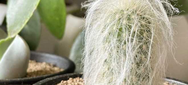 Кактус эспостоа — стерпит всё, кроме перелива!