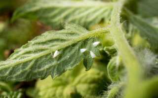 Не дайте белокрылке уничтожить все растения в теплице