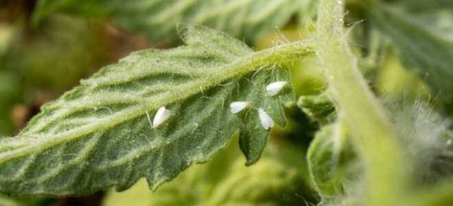 Не дайте белокрылке уничтожить все растения в теплице