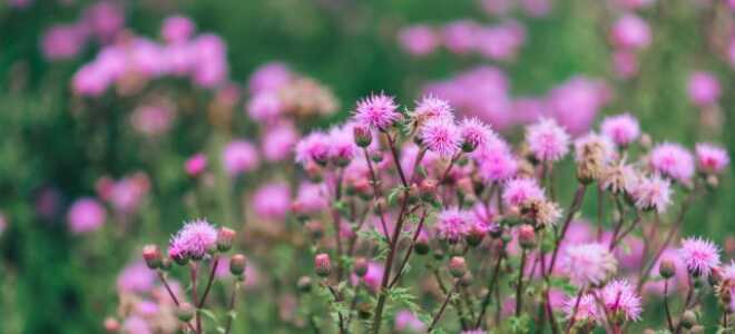 «Зловонные газы ишака» и другие забавные названия растений