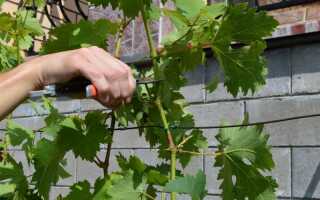 Обрезка винограда летом — когда и как правильно обрезать от ненужных побегов, советы для начинающих