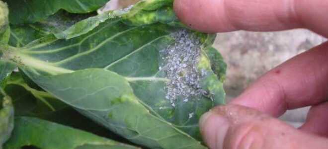 Тля на капусте: как бороться, народные средства