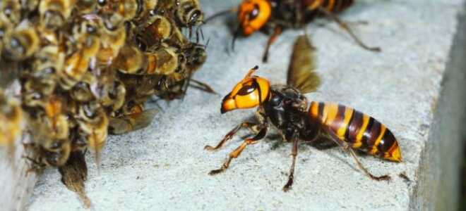 Пчелиные войны, или Печальный конец нашей первой пасеки