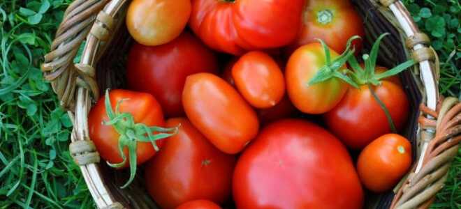 Томаты, которые я выращиваю постоянно