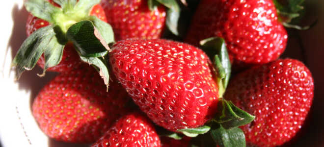 Клубника (земляника) Румба: описание сорта, отзывы, фото, особенности ухода