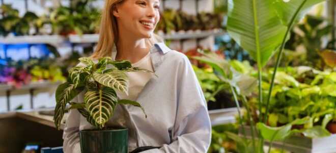 Как купить новый цветок и не создать себе проблем?