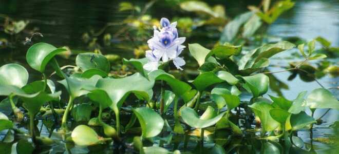 Какие растения делают воду в пруду прозрачной