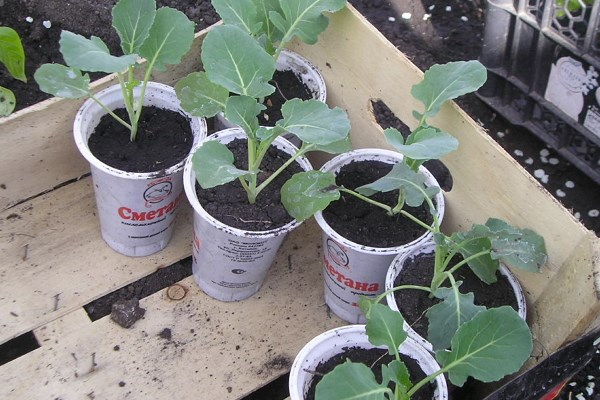 Рассада капусты