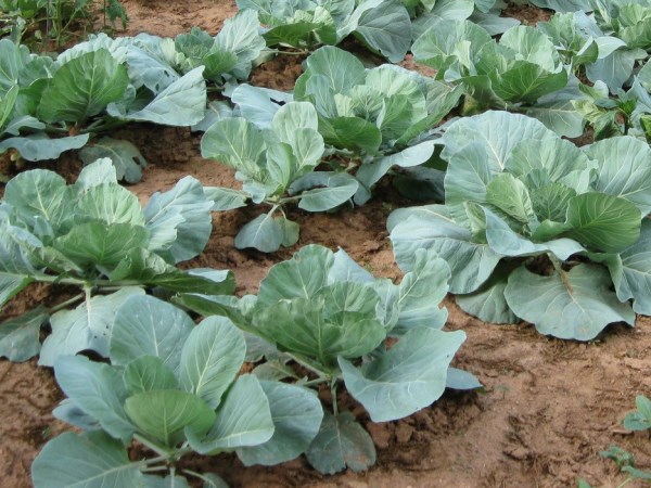 Капуста на грдке