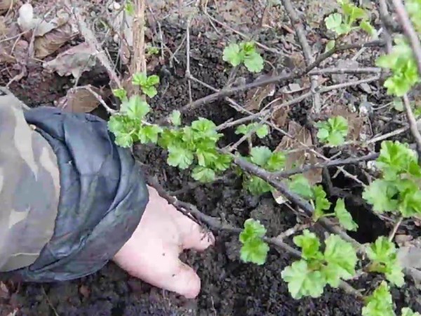 Размножение крыжовника и смородины отводками