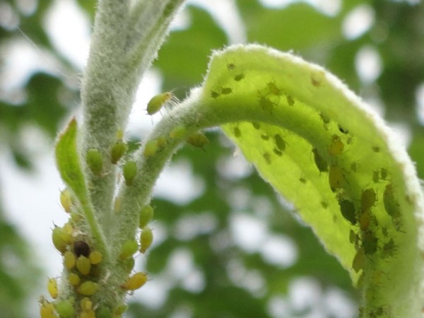 Как бороться с тлей на яблоне