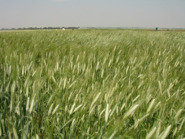 Яровая пшеница