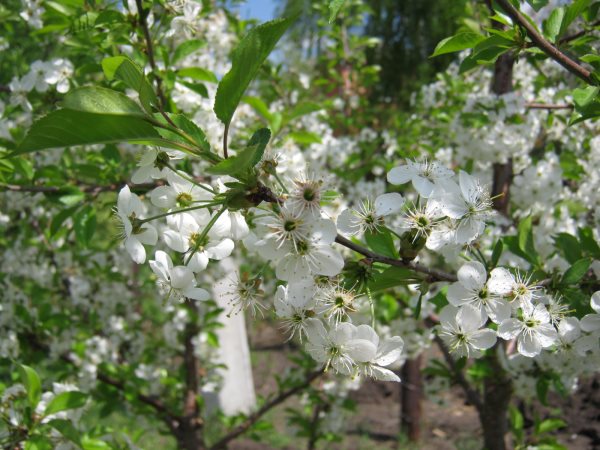 Почему вишня цветет, но не плодоносит