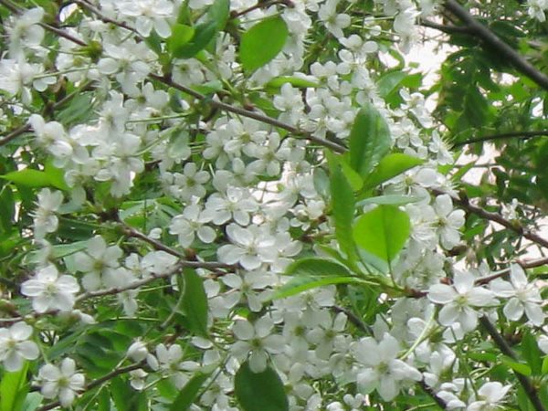 Вишня цветет, но не плодоносит