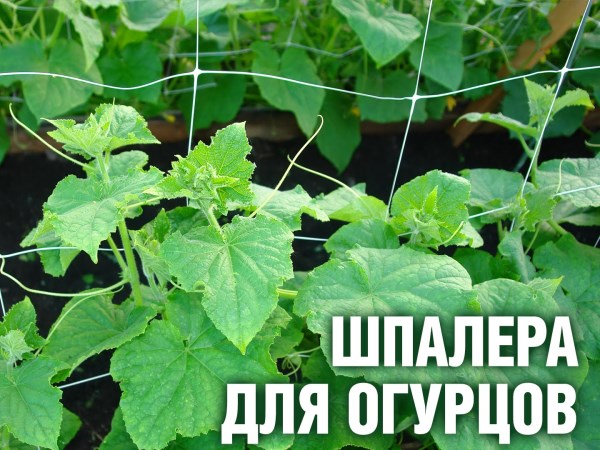 Шпалера для огурцов