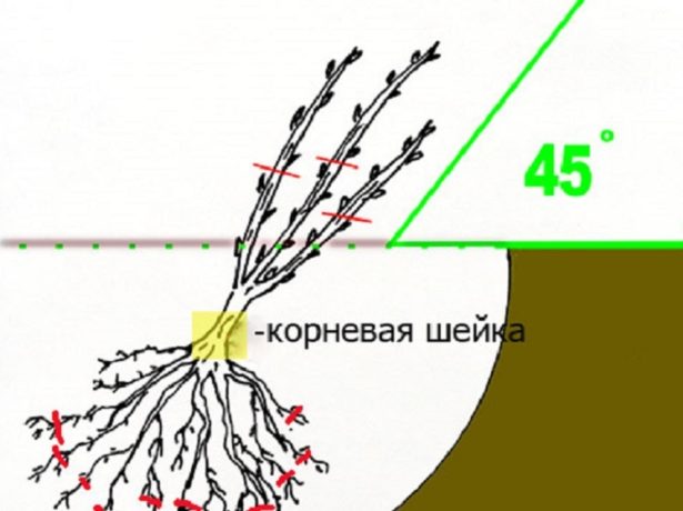 Посадка саженца смородины
