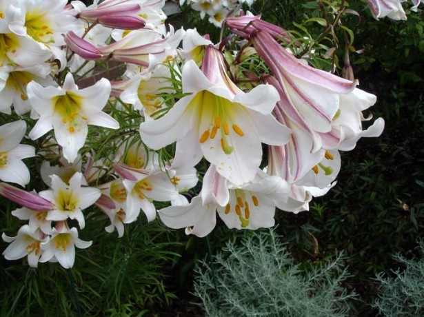 На фото королевская лилия