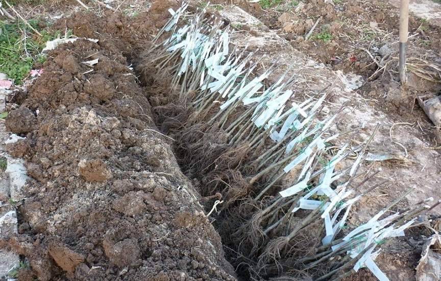 прикопать саженцы вишни на зиму