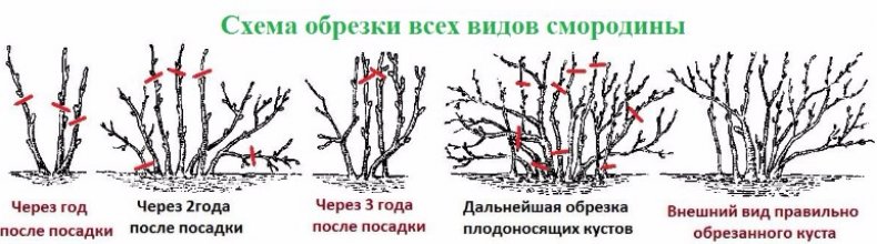 Правила проведения обрезки