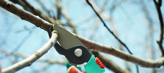 для чего нужна обрезка вишни