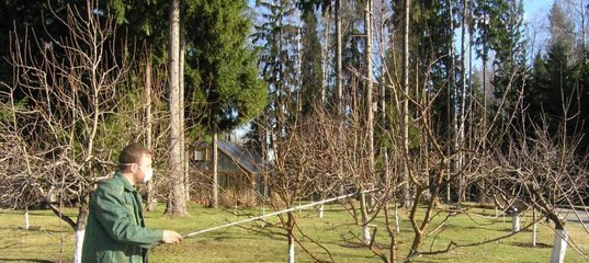 Какими препаратами можно лечить монилиоз вишни