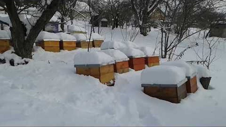 Основные правила успешной зимовки пчел