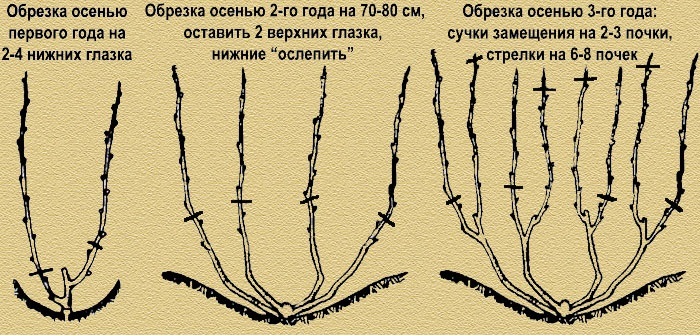 Веерная обрезка винограда