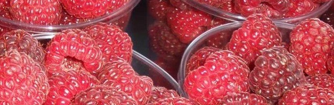 Малина Краса России — лучшие новые сорта малины