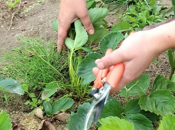 Как обрезать листья клубники
