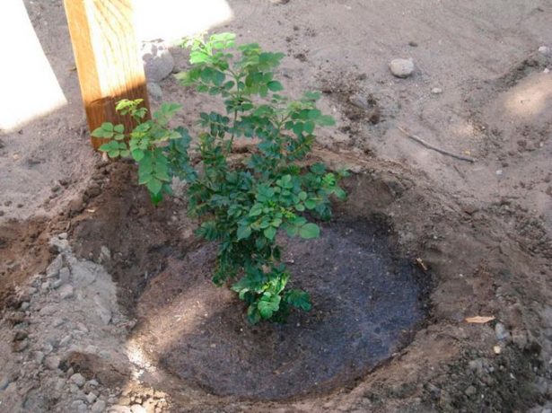 Полив жимолости