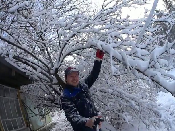 Снег на ветвях